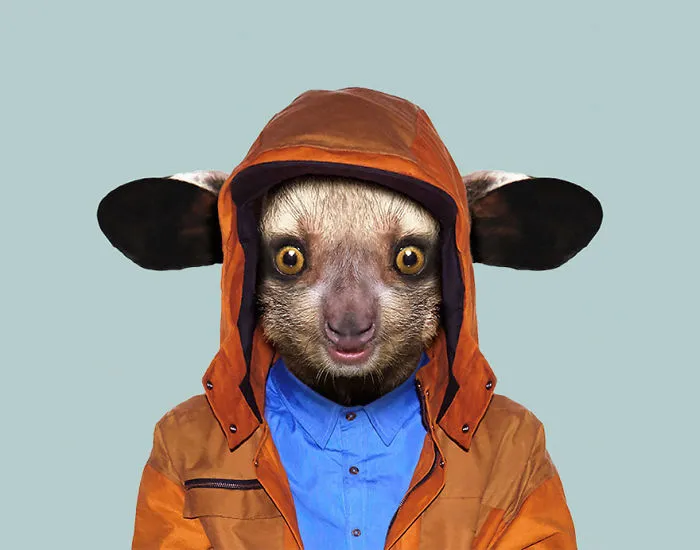 Aye-aye (Baby)