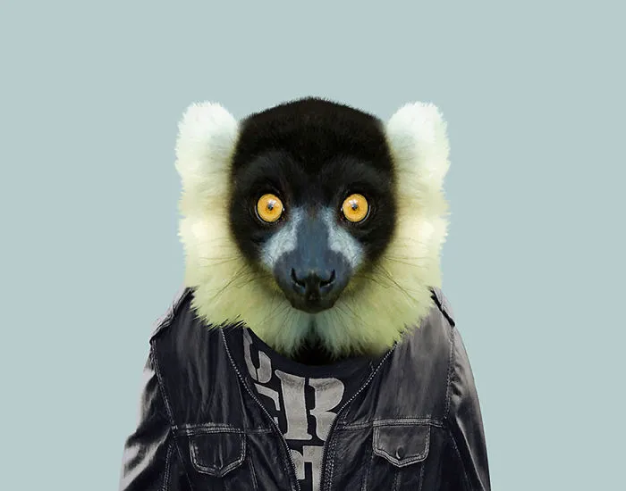 Ruffed Lemur