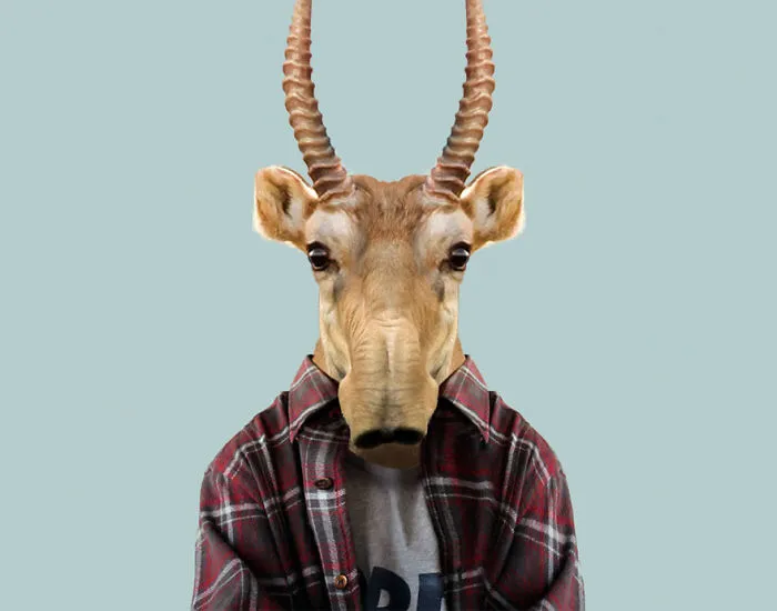 Saiga Antelope