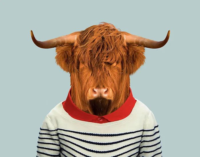 Scottish Highland Bull