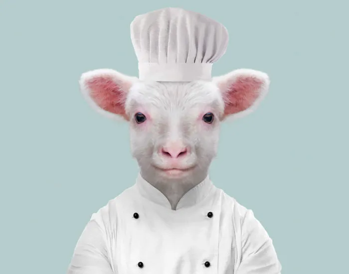 Sheep (Lamb)