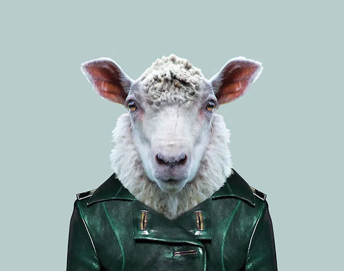 Sheep