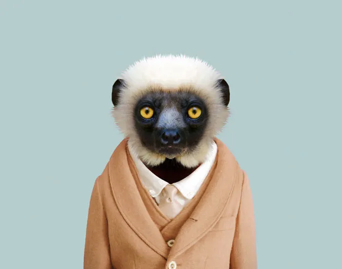 Sifaka