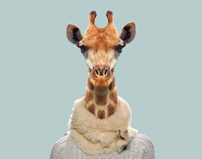 South African Giraffe
