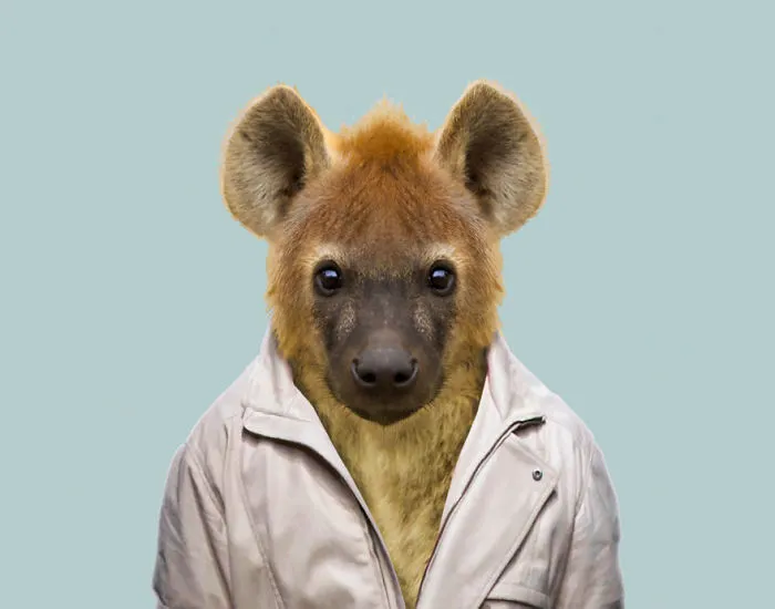 Spotted Hyena