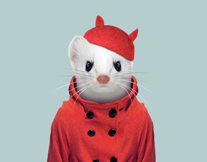 Stoat (Ermine)