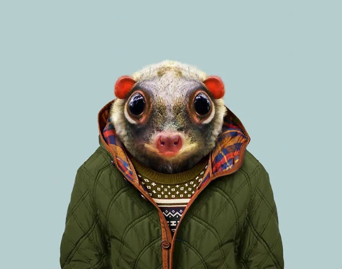 Sunda Flying Lemur