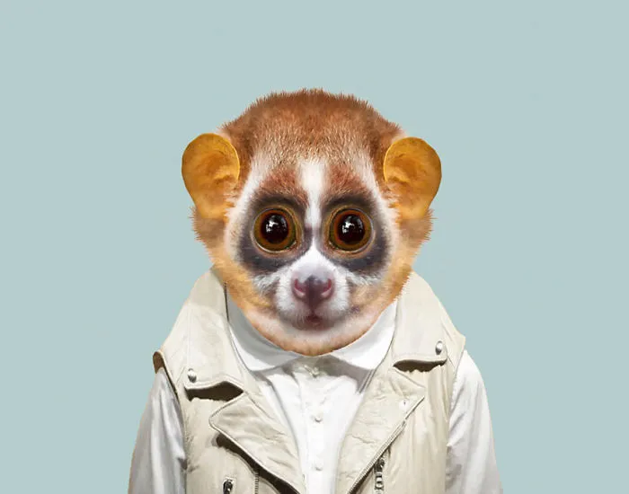 Sunda Slow Loris