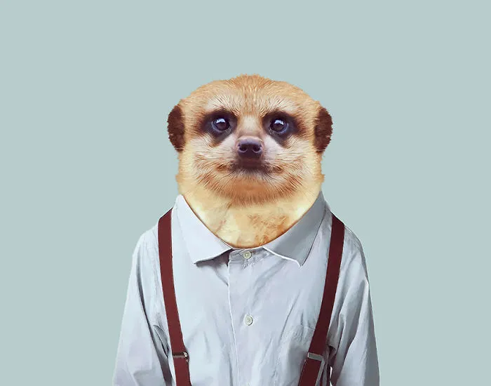 Suricate