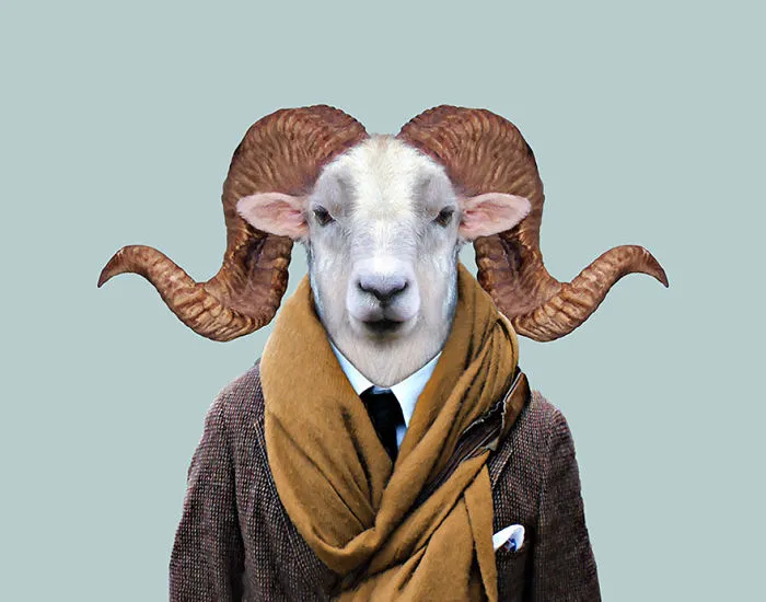 Texas Dall Sheep