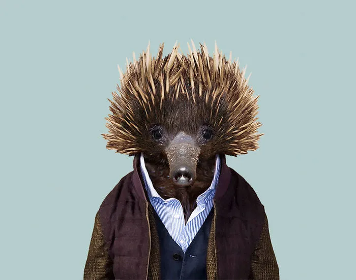 Western Long-Beaked Echidna