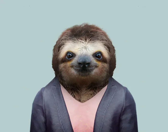 Brown Throated Sloth