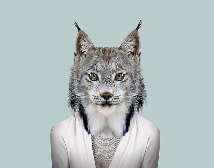 Canada Lynx