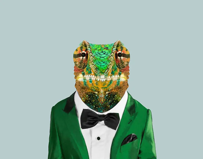 Cape Dwarf Chameleon