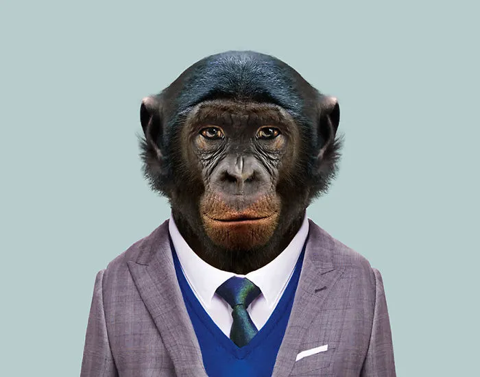 Bonobo