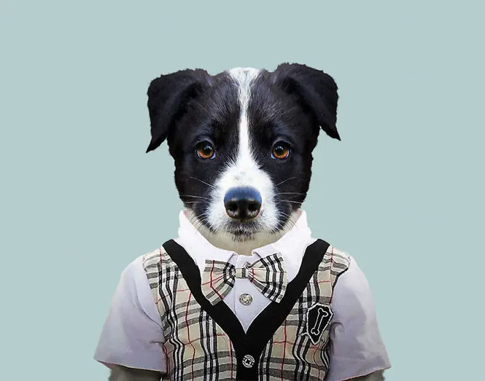 Border Collie (Pup)