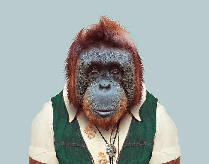 Bornean Orangutan
