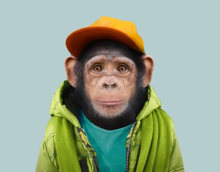 Common Chimpanzee