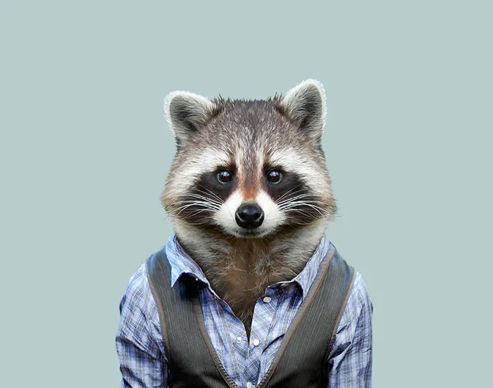 Common Raccoon