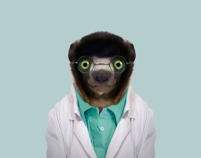 Crowned Sifaka