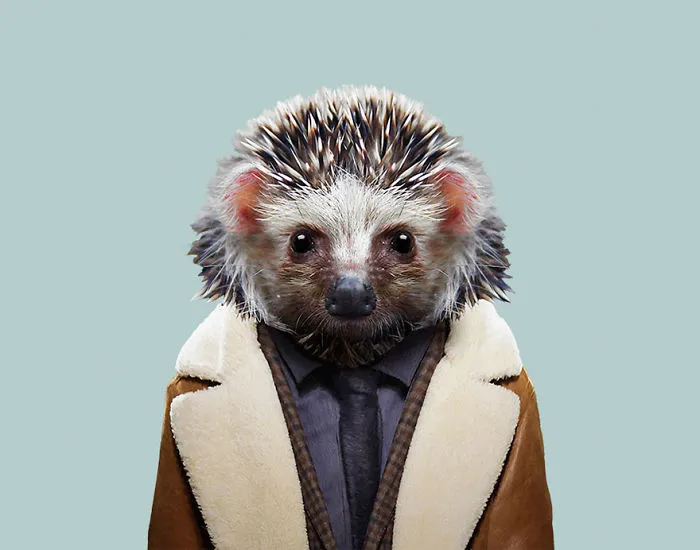 Desert Hedgehog
