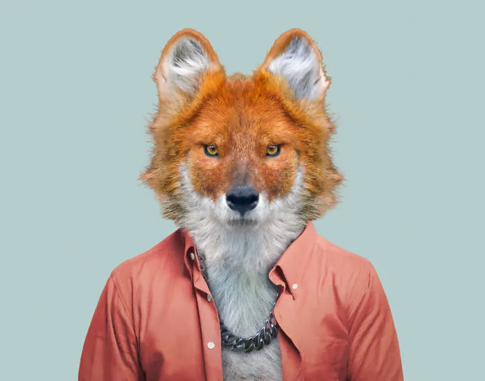 Dhole