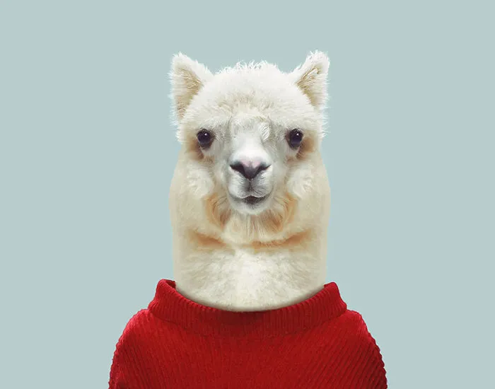 Alpaca