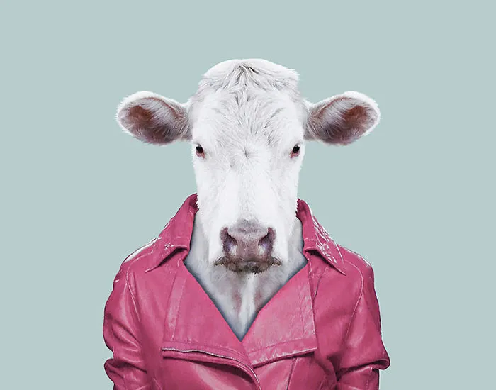 Cattle