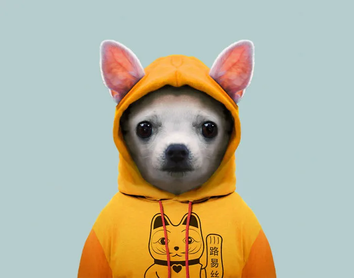Chihuahua (Puppy)