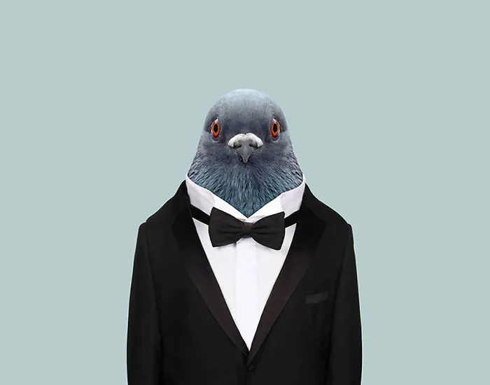 Domestic Pigeon