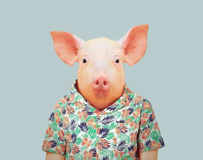 Domestic Pig