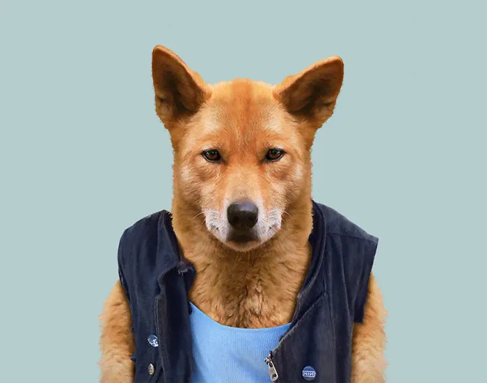 Dingo