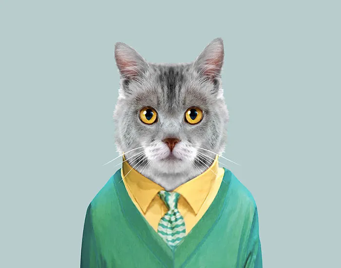 Domestic Cat