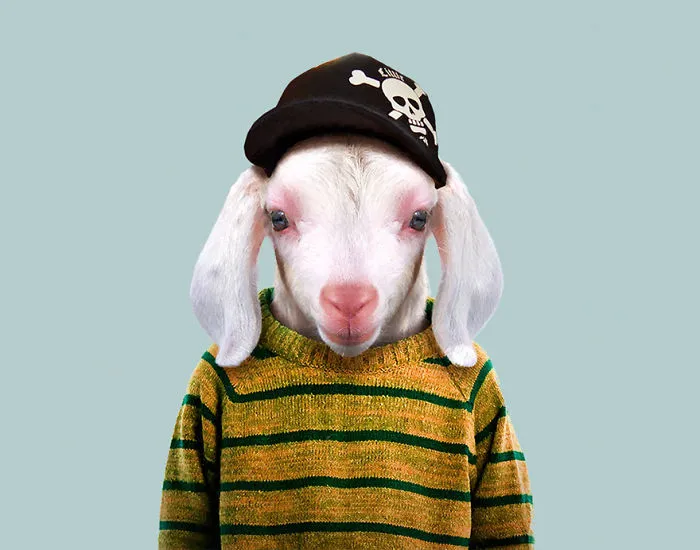 Domestic Goat (Kid)