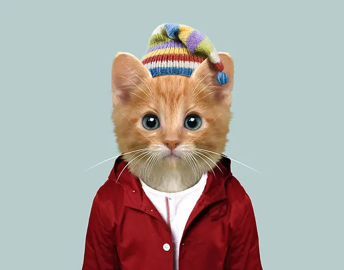 Domestic Cat (Kitten)