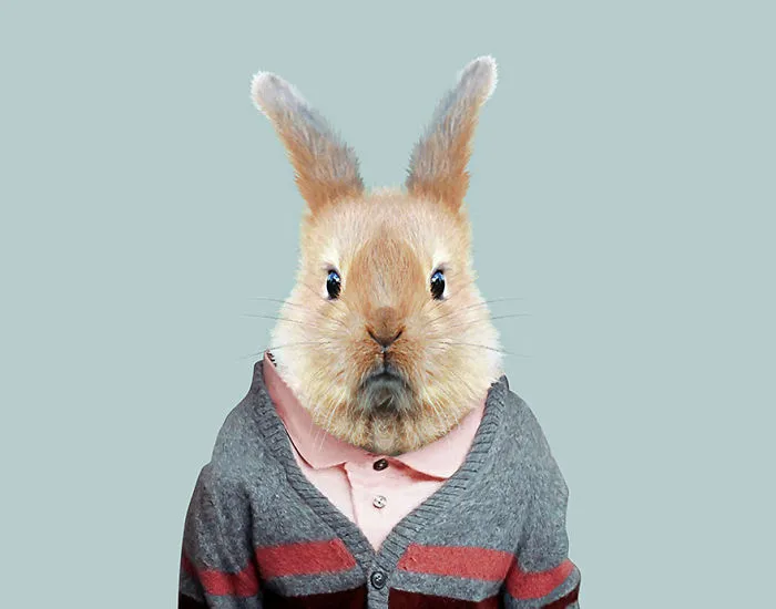European Rabbit