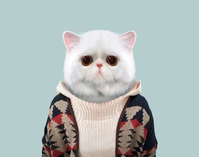 Exotic Shorthair Cat