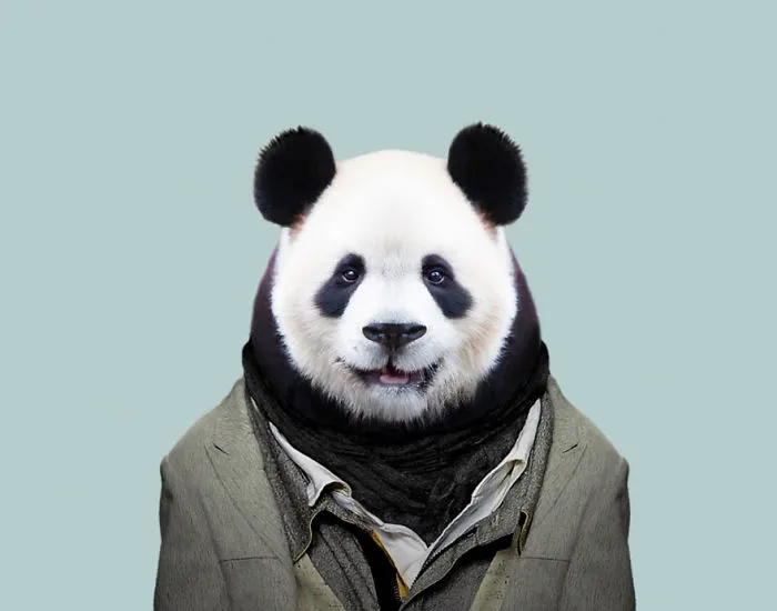 Giant Panda