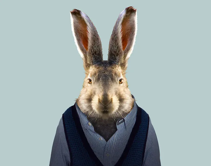 European Hare