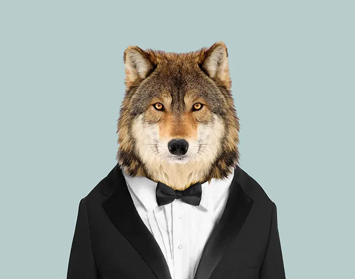 Gray Wolf