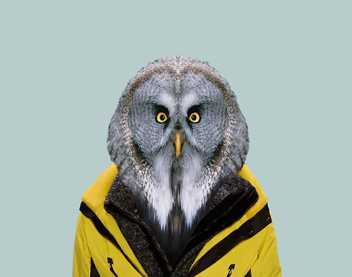 Great Gray Owl