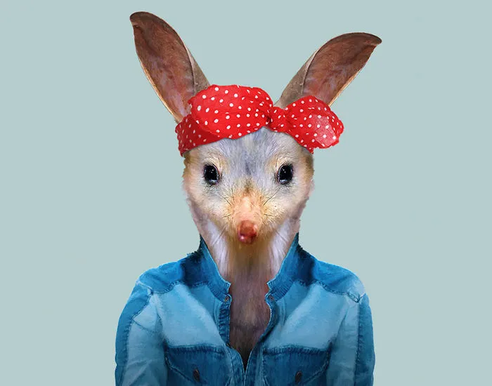 Greater Bilby