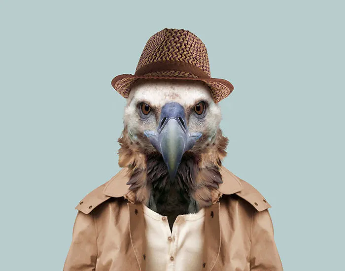 Griffon Vulture