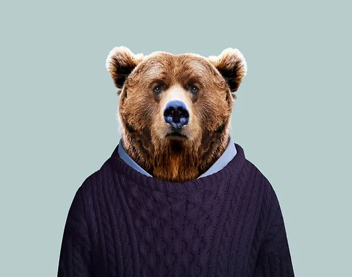 Grizzly Bear