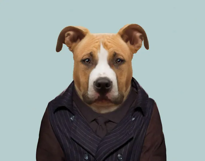 American Staffordshire Terrier