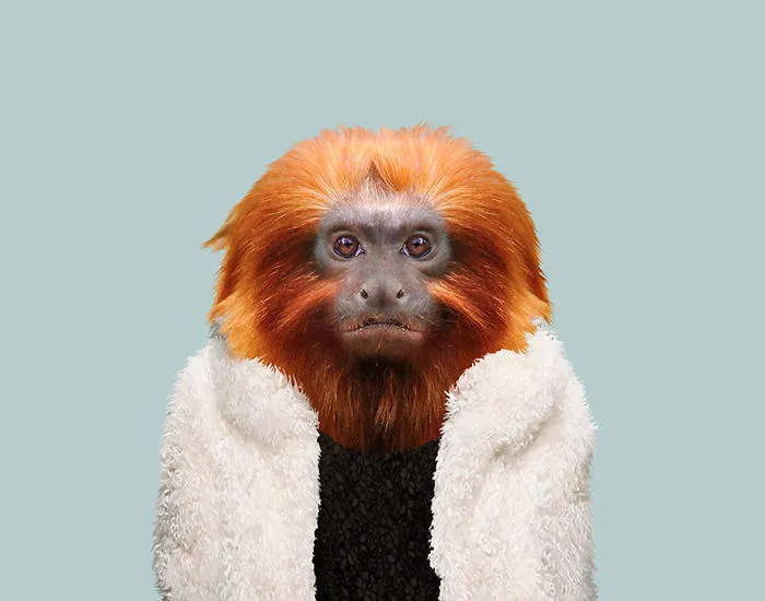 Golden Lion Tamarin