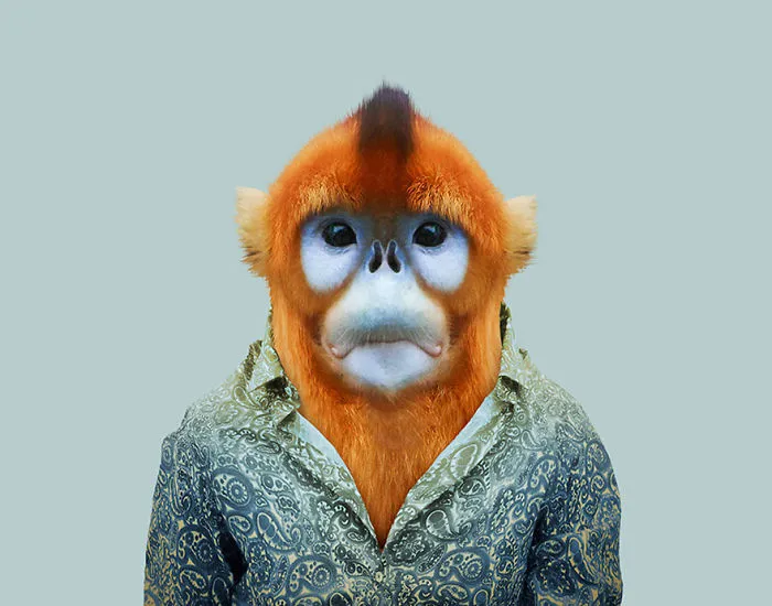 Golden Snub-Nosed Monkey