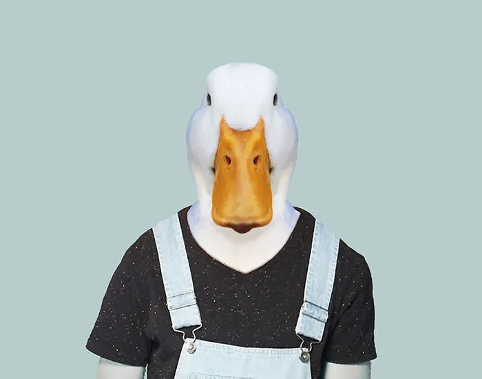 Domestic Geese