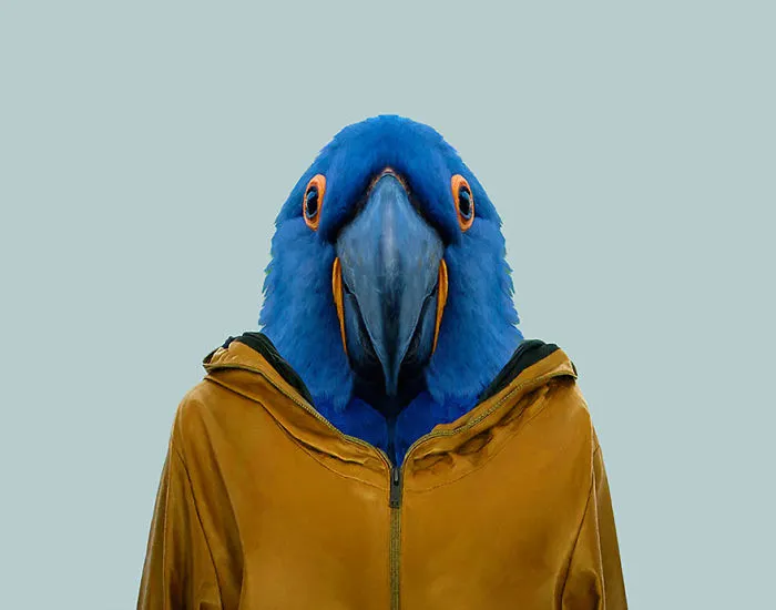 Hyacinth Macaw