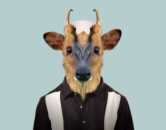 Indian Muntjac (Fawn)